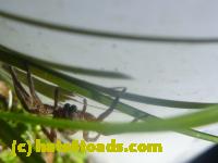 /home//u458753944/public_html/sourcegallery//Insects and small critters/spiders and kin (Arachnida)/P1140171.JPG